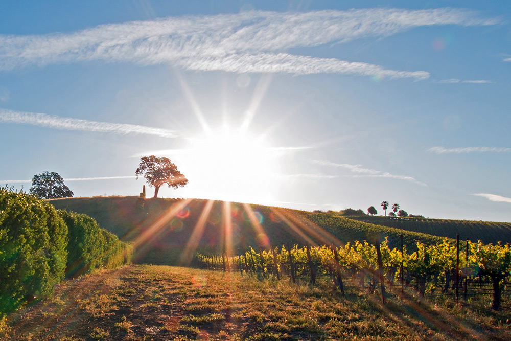 paso robles vineyard