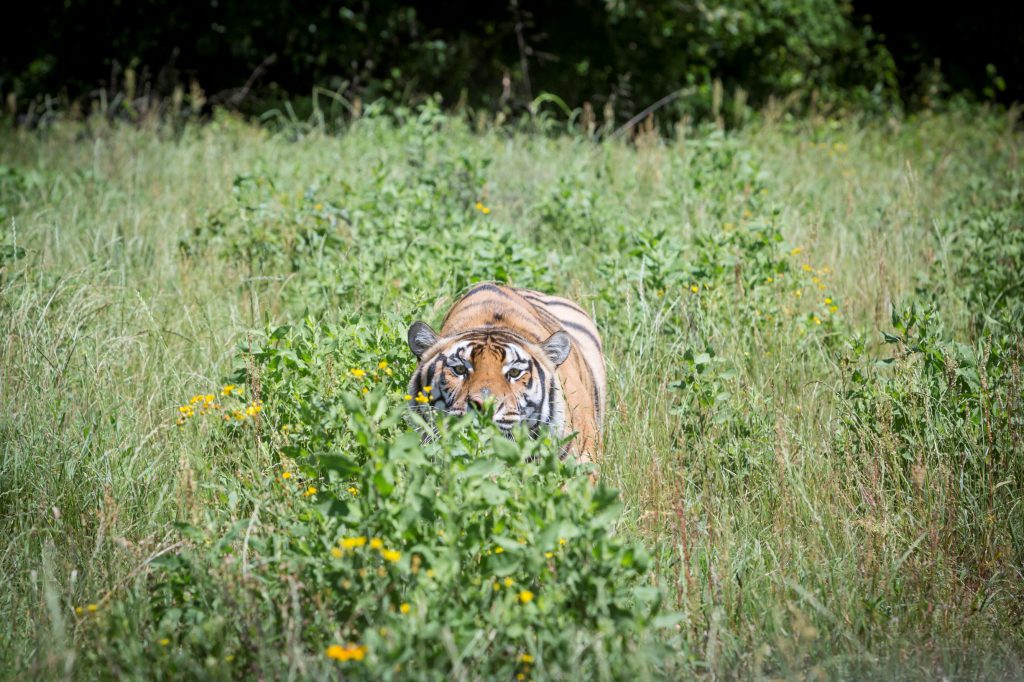 Rescued tiger in an animal sanctuary