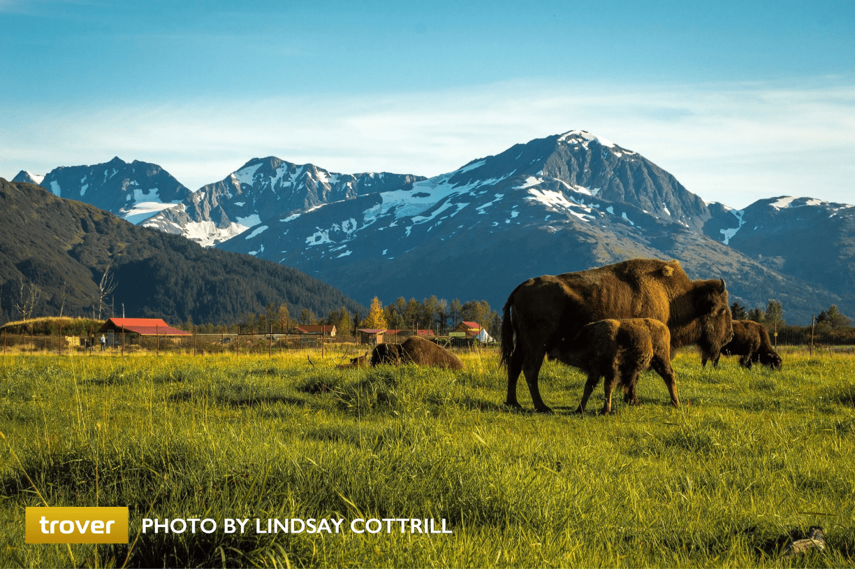 Bison in the Alaska Wildlife Conservation Center. Trover photo by Lindsay Cottrill