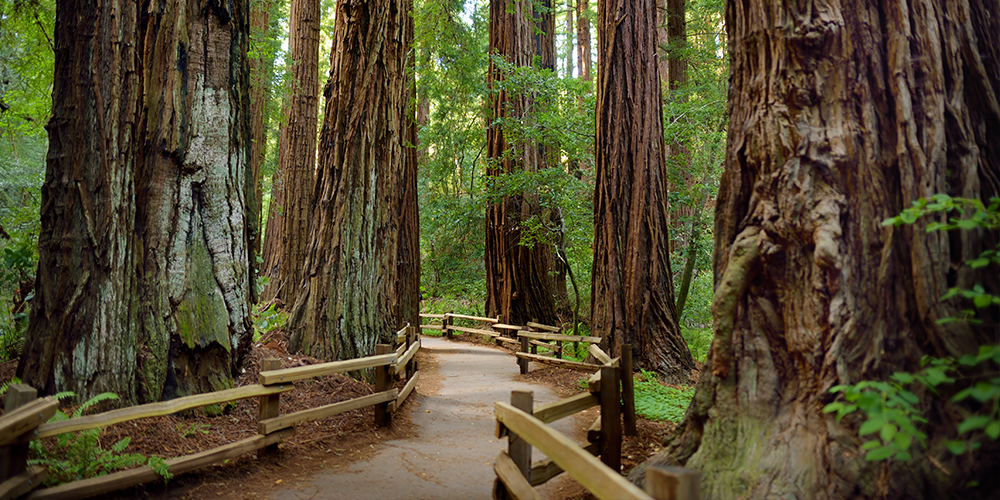 A walkway in the Redwood National Park