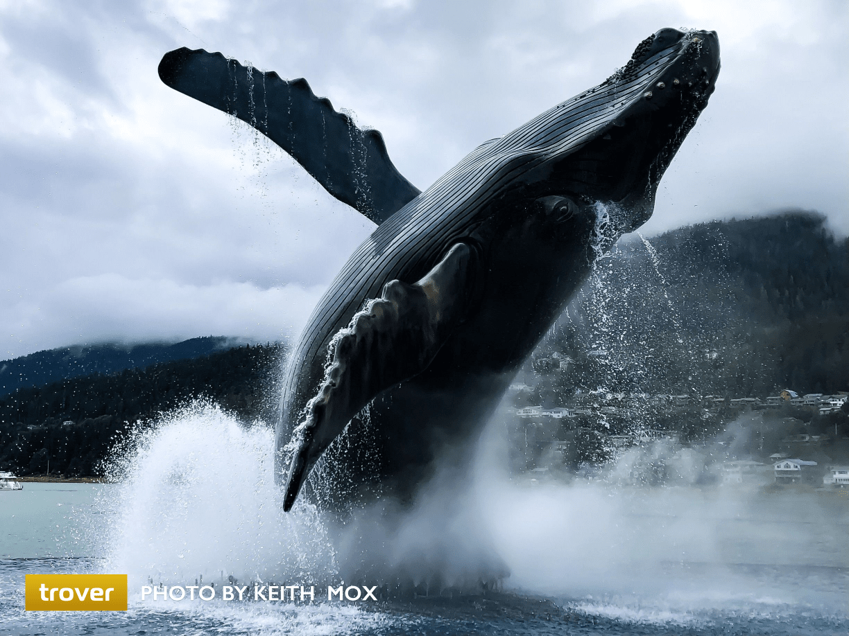 Humpback whale sculpture in Overstreet Park, Juneau, Alaska. Trover photo by Keith Mox