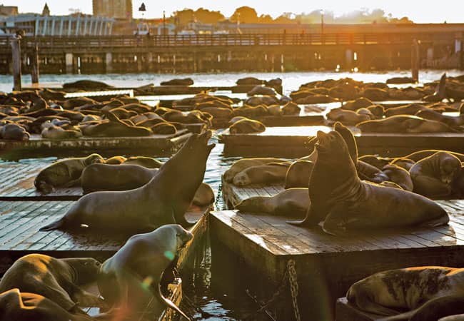 Sea lions at Pier 39 in San Francisco, California