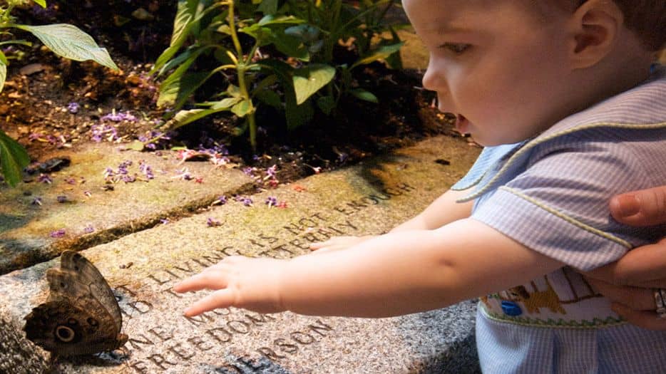 A baby reaching for a butterfly in the Audubon Butterfly Garden and Insectarium