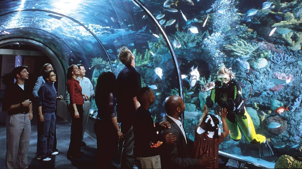 A family looking at a scuba diver and fish in the underwater tunnel in the Aquarium of the Americas