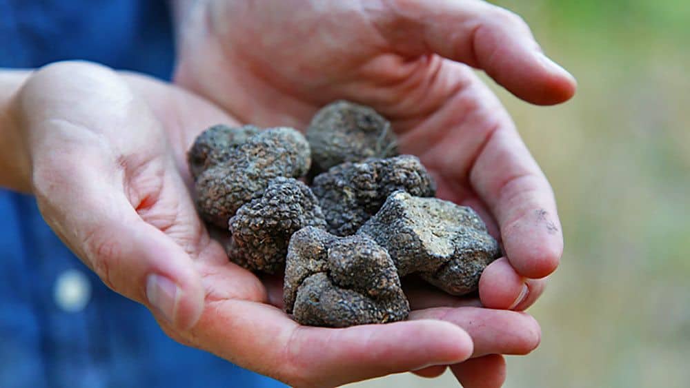 A handful of fresh truffles found in the French countryside on a truffle-hunting tour