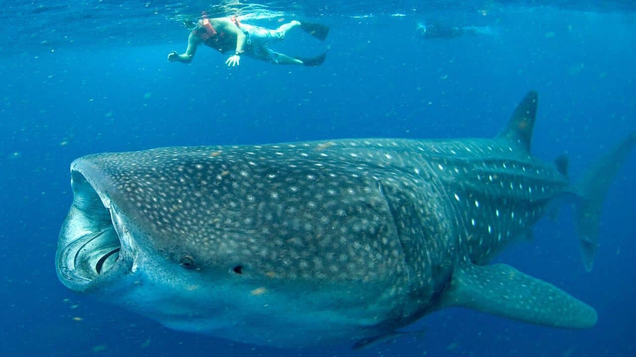 A snorkeler swimming with whale sharks in Isla Mujares, Mexico