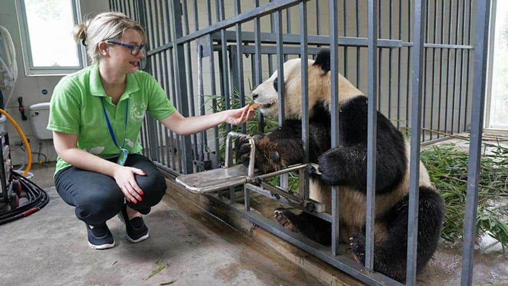 A volunteer feeding a panda in China