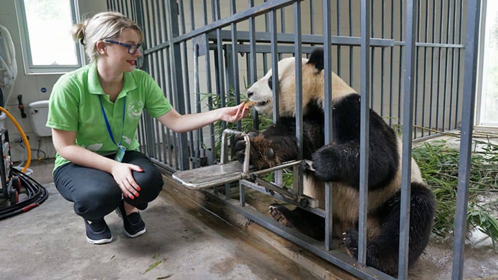 A volunteer feeding a panda in China