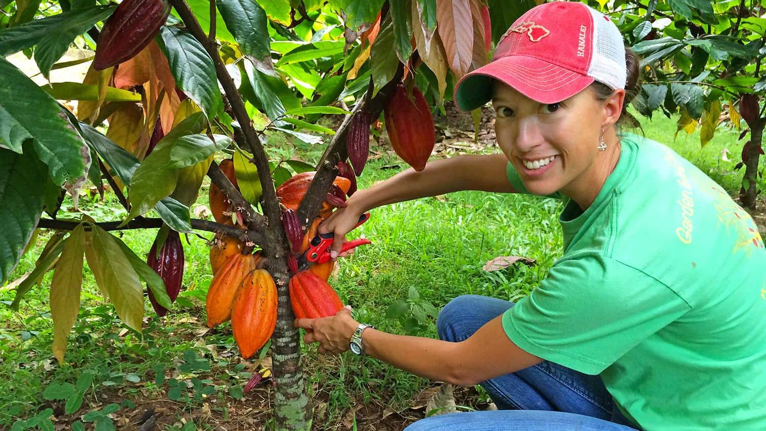 A woman harvesting cacao pods during a chocolate farm tour in Hawaii