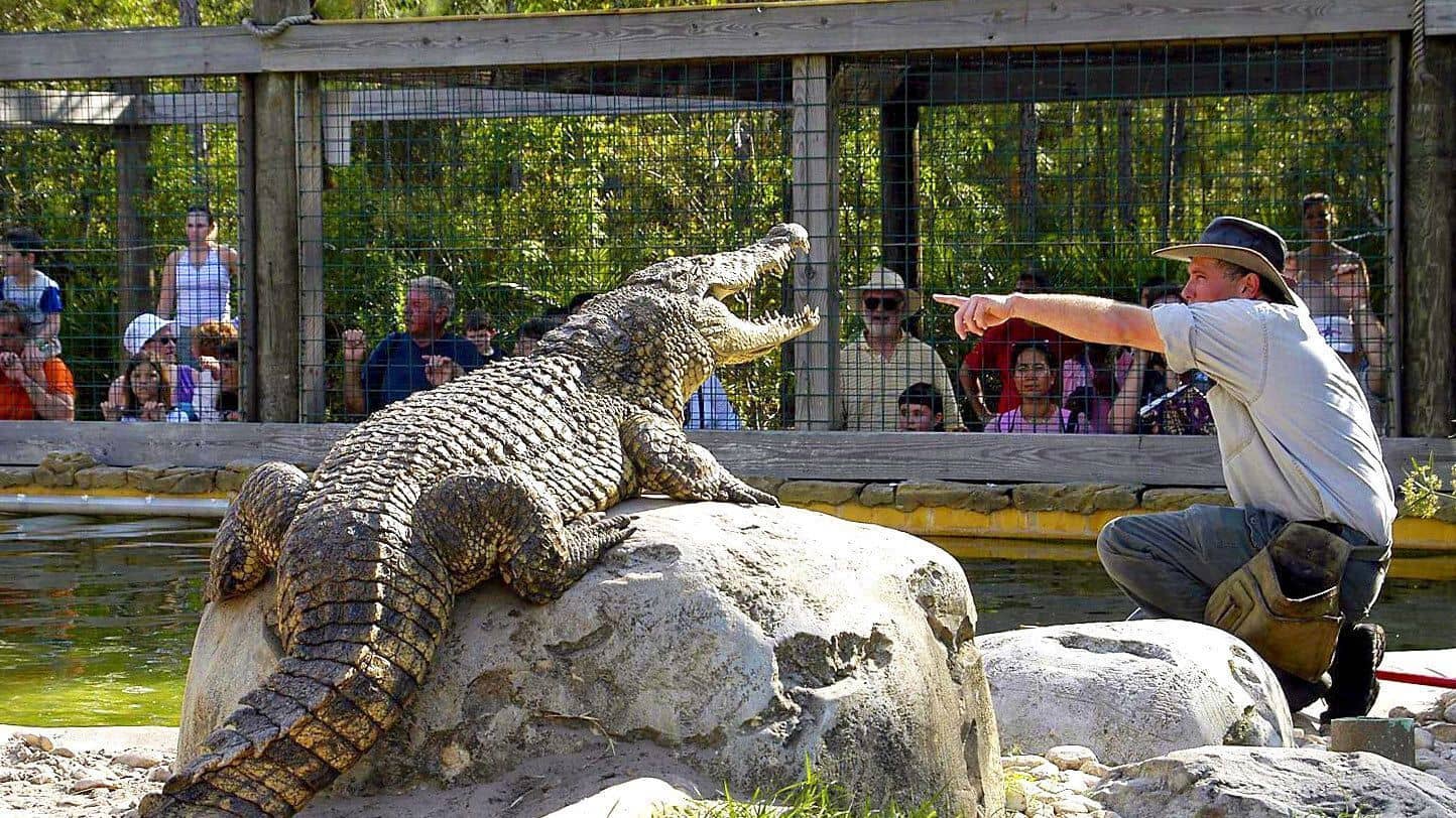 Alligator and wrangler at Gatorland