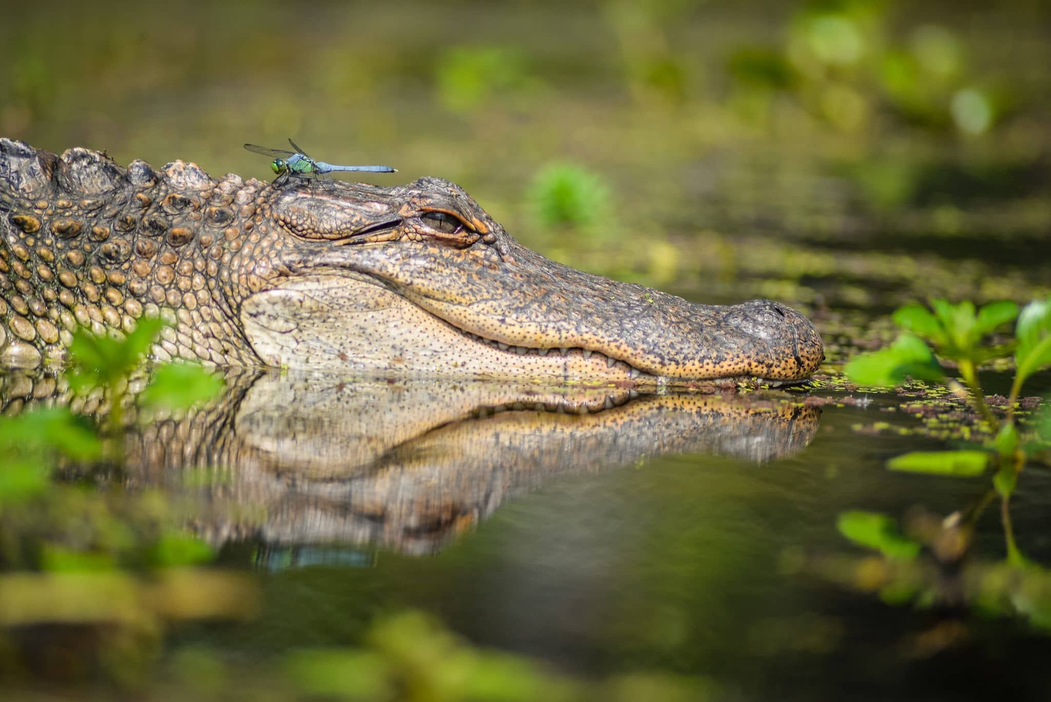 An alligator resting on the surface of the swamp as seen during a trip to New Orleans with Kids