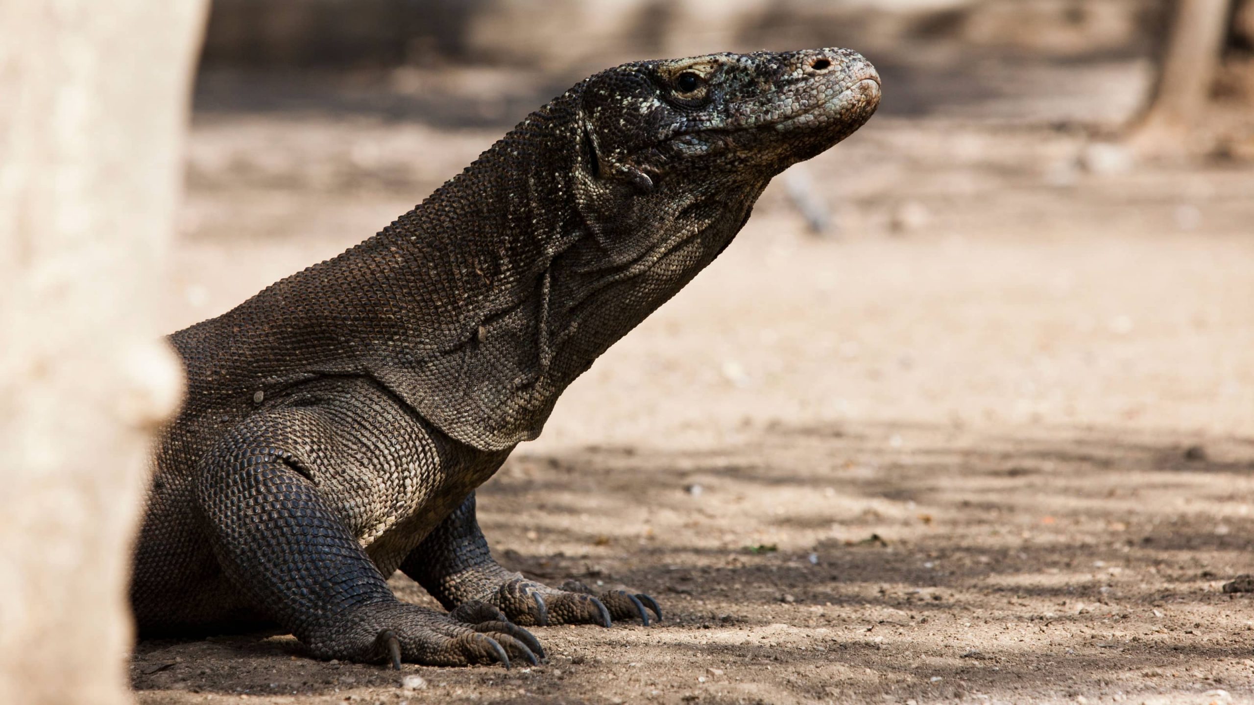 Appreciate a Dragon Day - Komodo Dragon