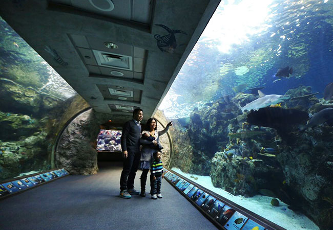 Family looks at animals in large tank at aquarium in Los Angeles