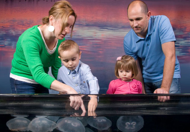 Family touches jellyfish in pool at aquarium in Los Angeles