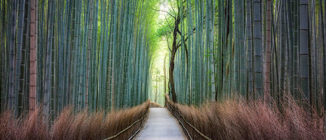Forest bathing in Arashiyama Bamboo Grove, Japan