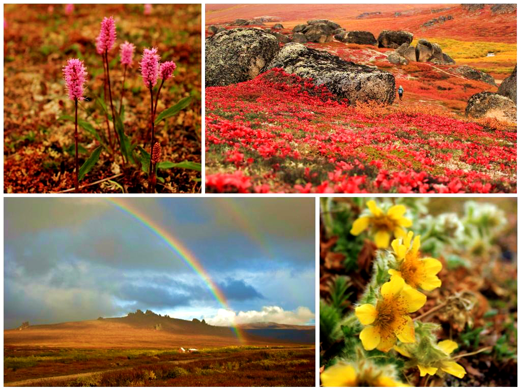 Orange, pink, and red wildflowers in Bering Land Bridge, Alaska.