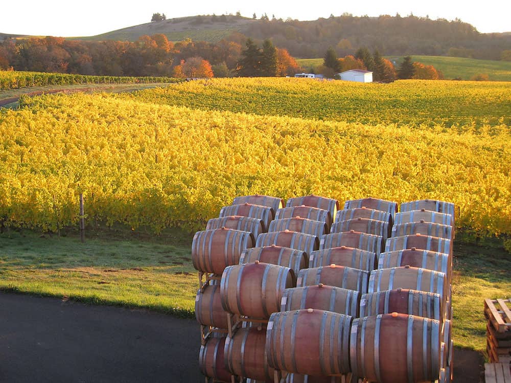 Golden hour at the Bethel Heights Winery in Oregon.