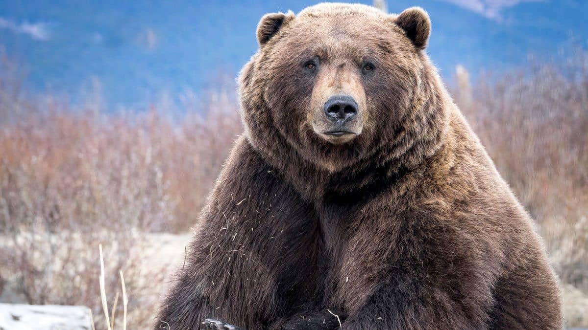 Big Brown Bear at the Alaska Wildlife Conservation Center