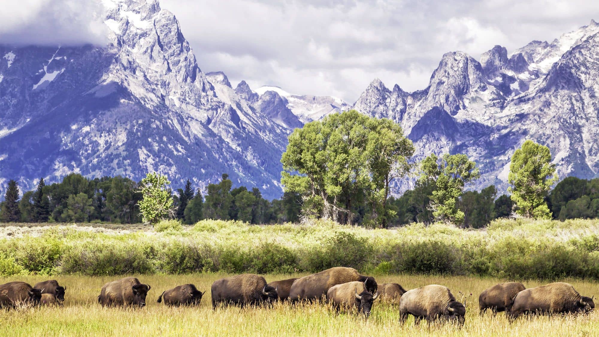 Bison in Yellowstone National Park