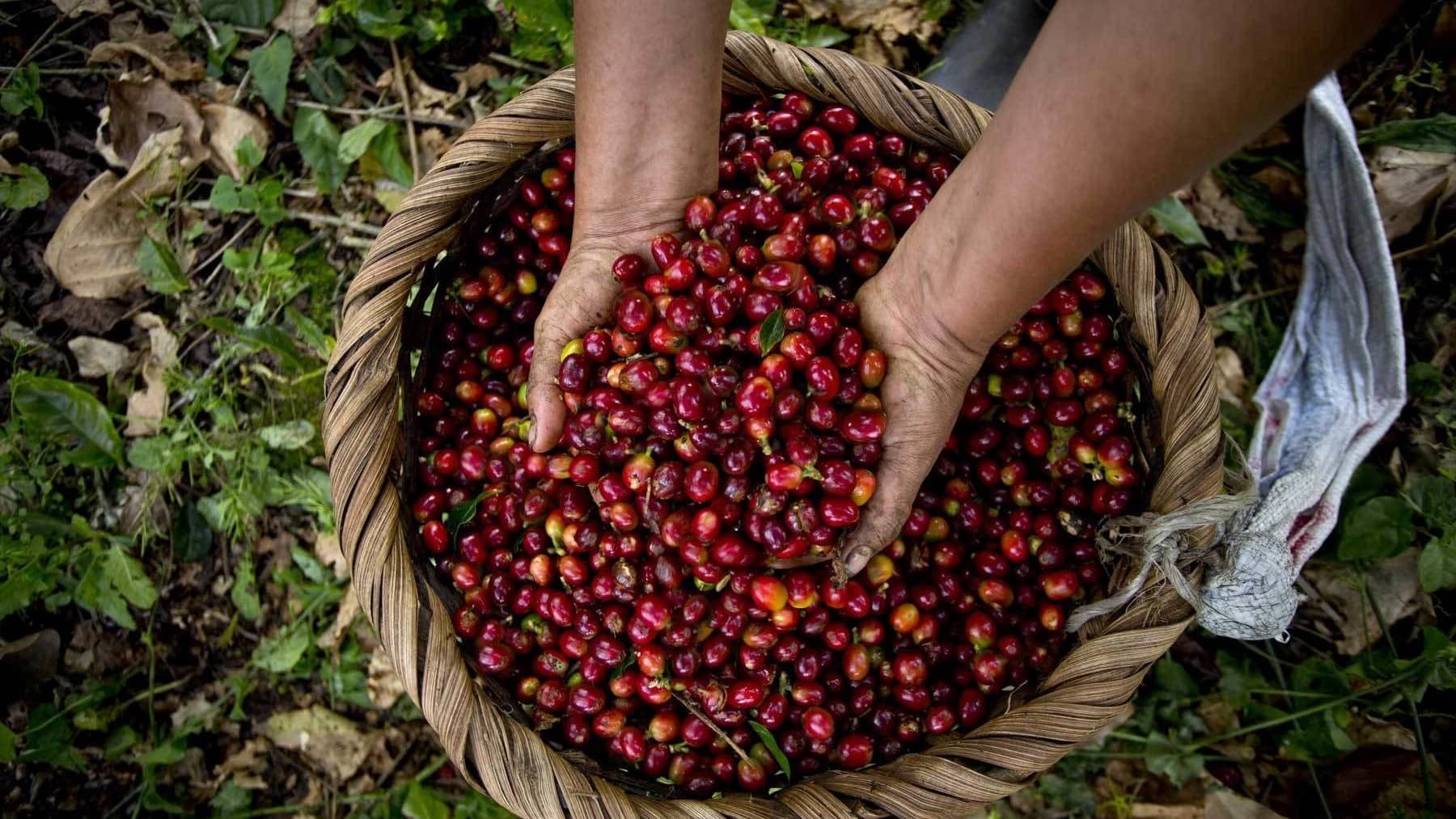 Blue Mountain Coffee beans on a coffee tour of a plantation