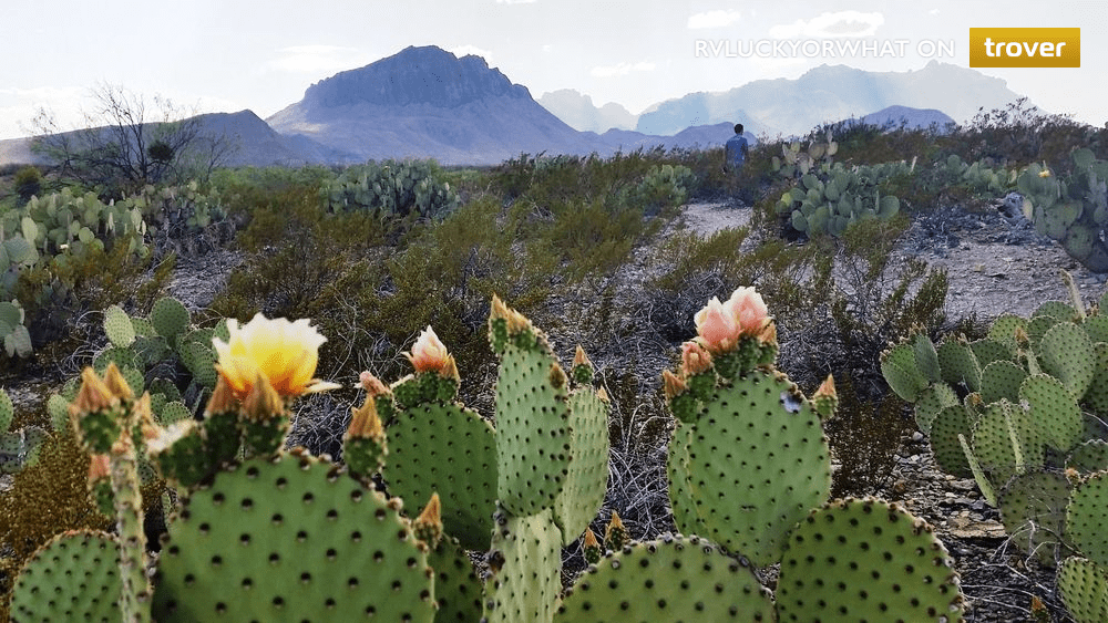 Cacti in bloom at Big Bend National Park in April