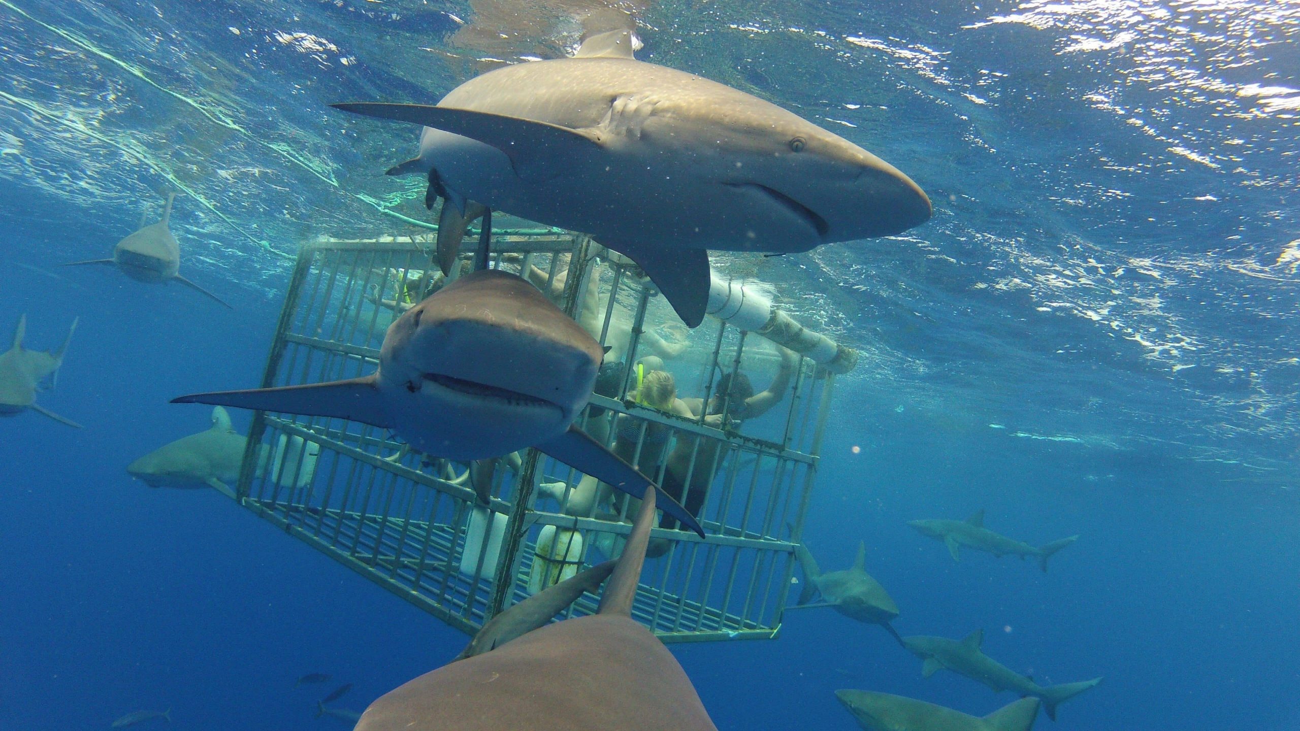 Cage diving with sharks in Oahu, Hawaii