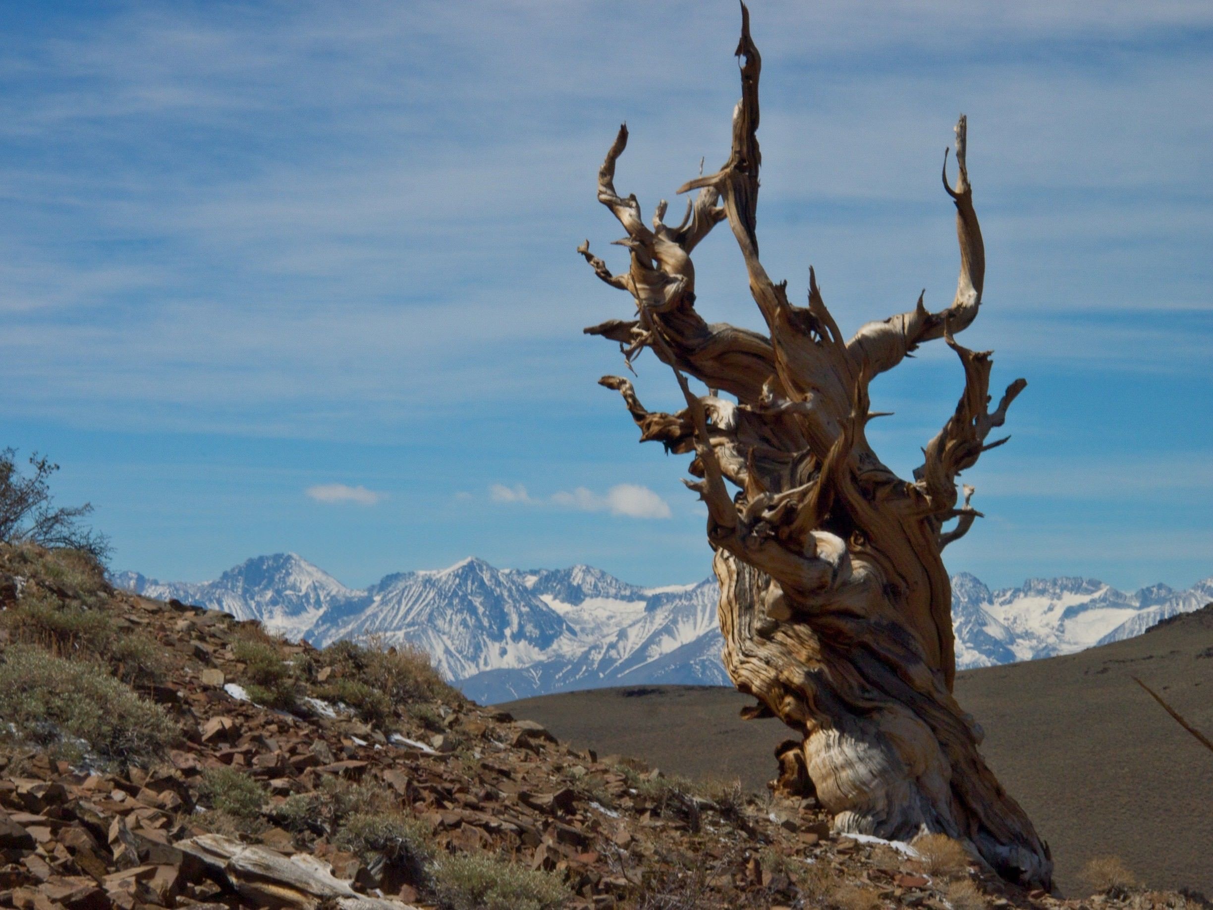 Ancient Bristlecone Pine Forest
