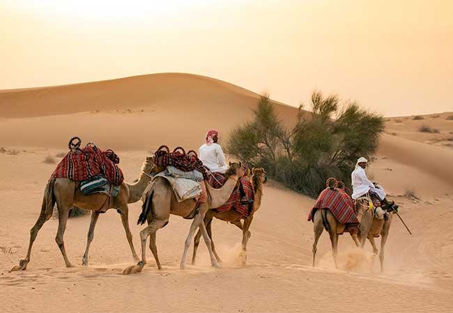 Guided camel safari adventure in Dubai