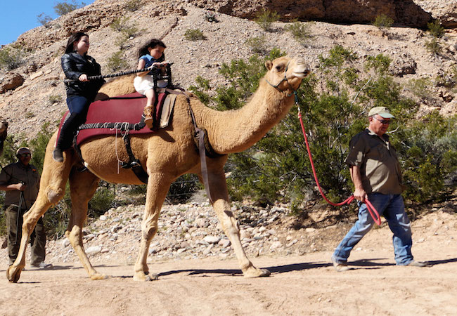 Man leading camel with children in Las Vegas desert