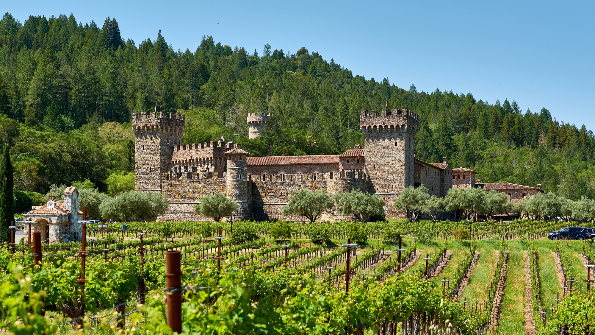 Vineyards in front of Castello di Amorosa in Napa Valley California