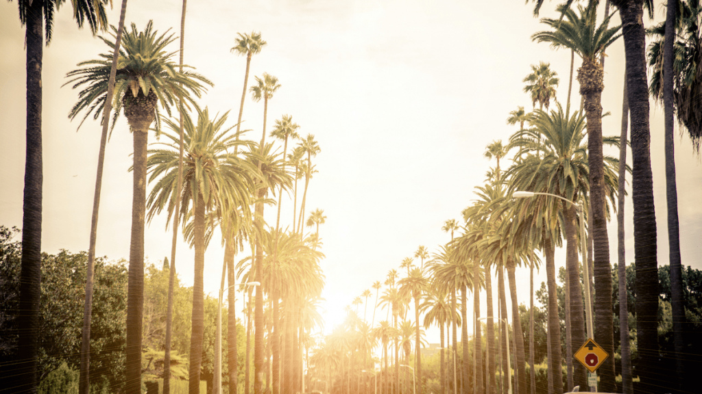 Palm trees line the streets of Los Angeles during sunset in California.