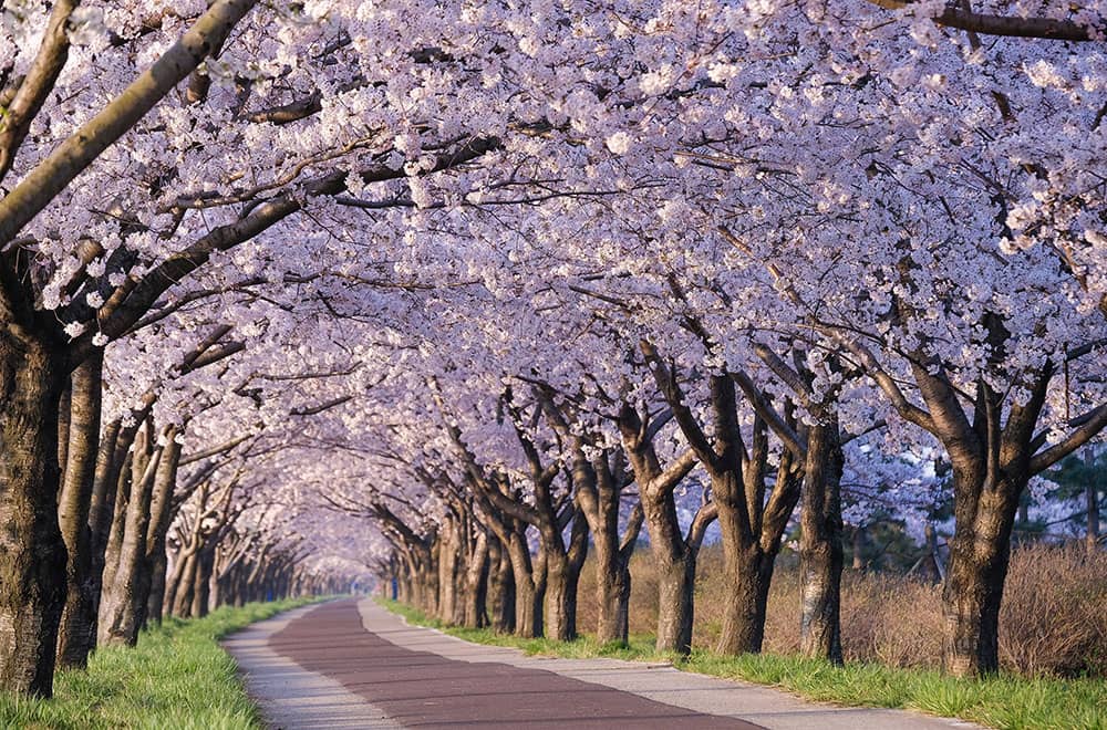 Spring Cherry Blossom Season in Japan