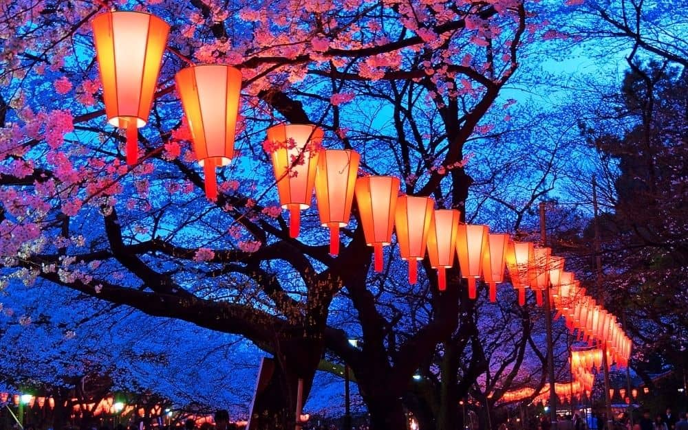 Cherry Blossoms and Lanterns at Night in Japan