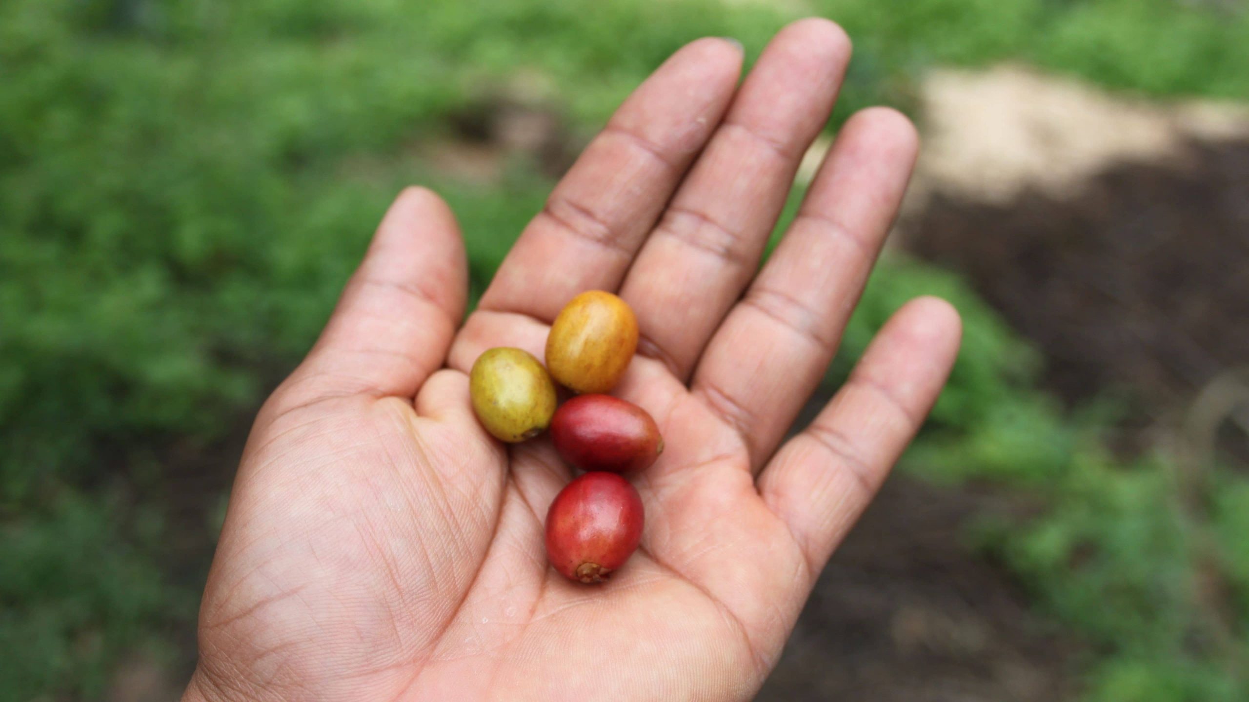 Coffee cherries in a hand