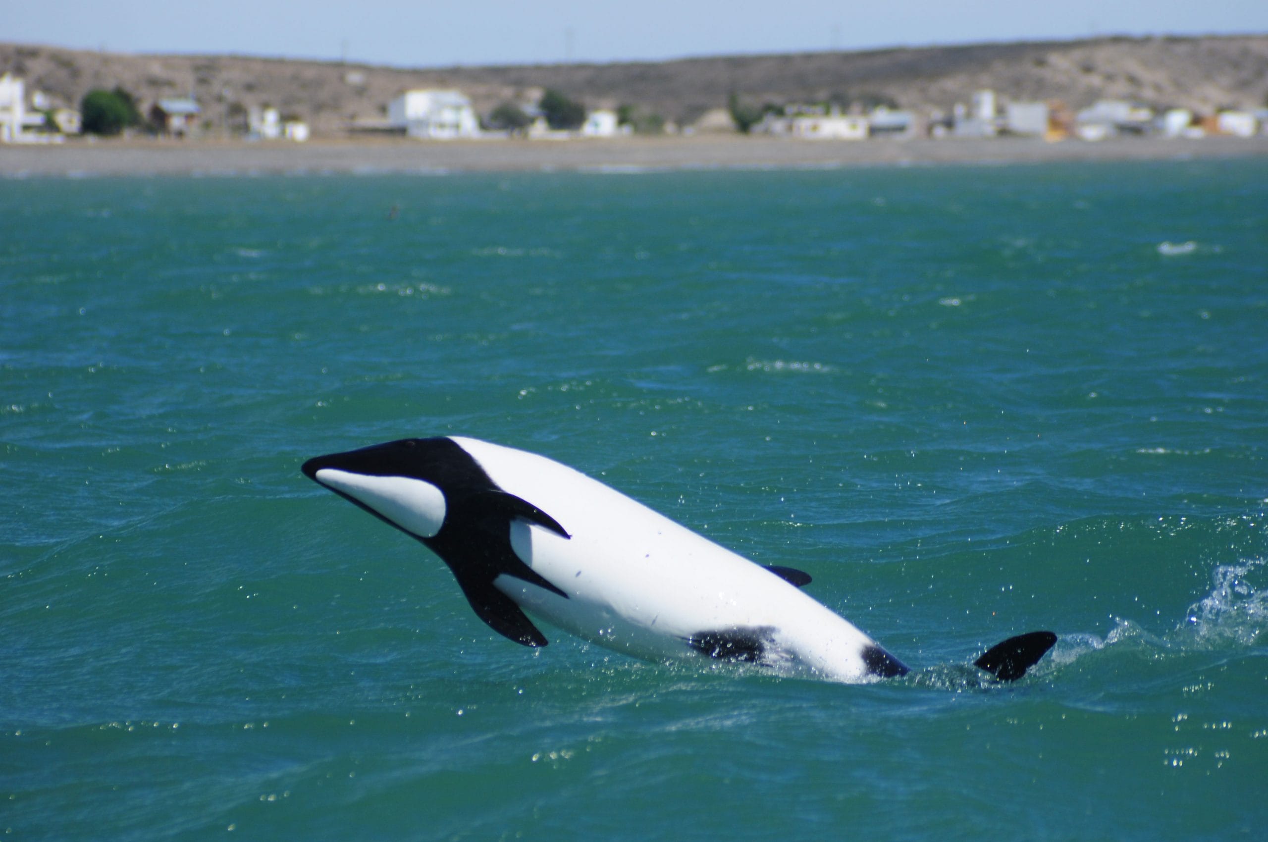 Commersons dolphin in Argentina