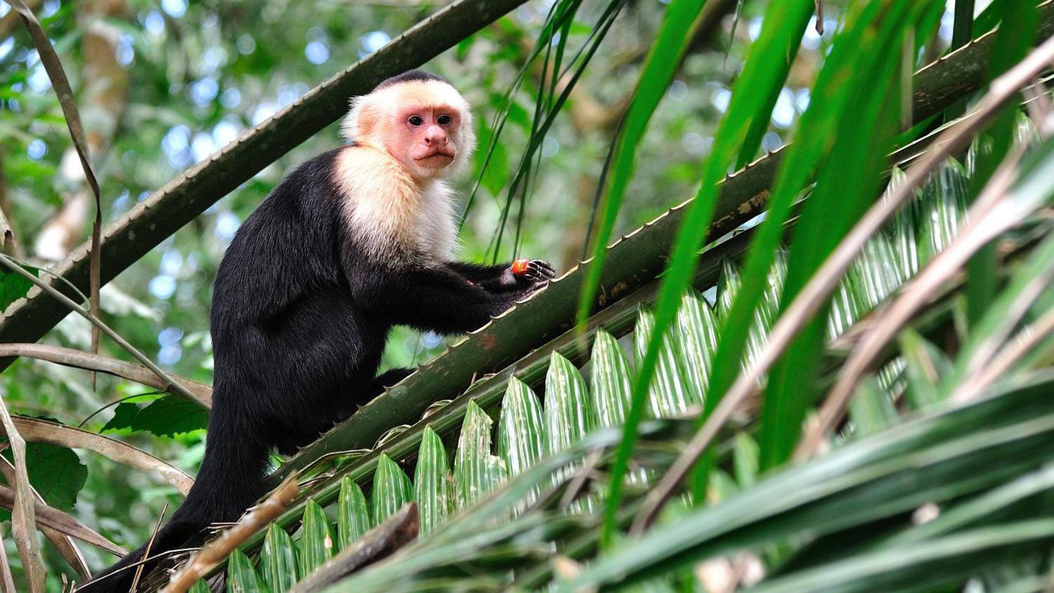 Capuchin monkey in Costa Rica