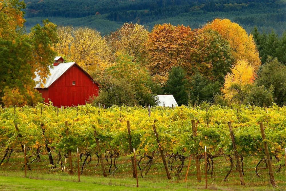 Big red barn sits between grape vines and fall trees with a mountain backdrop