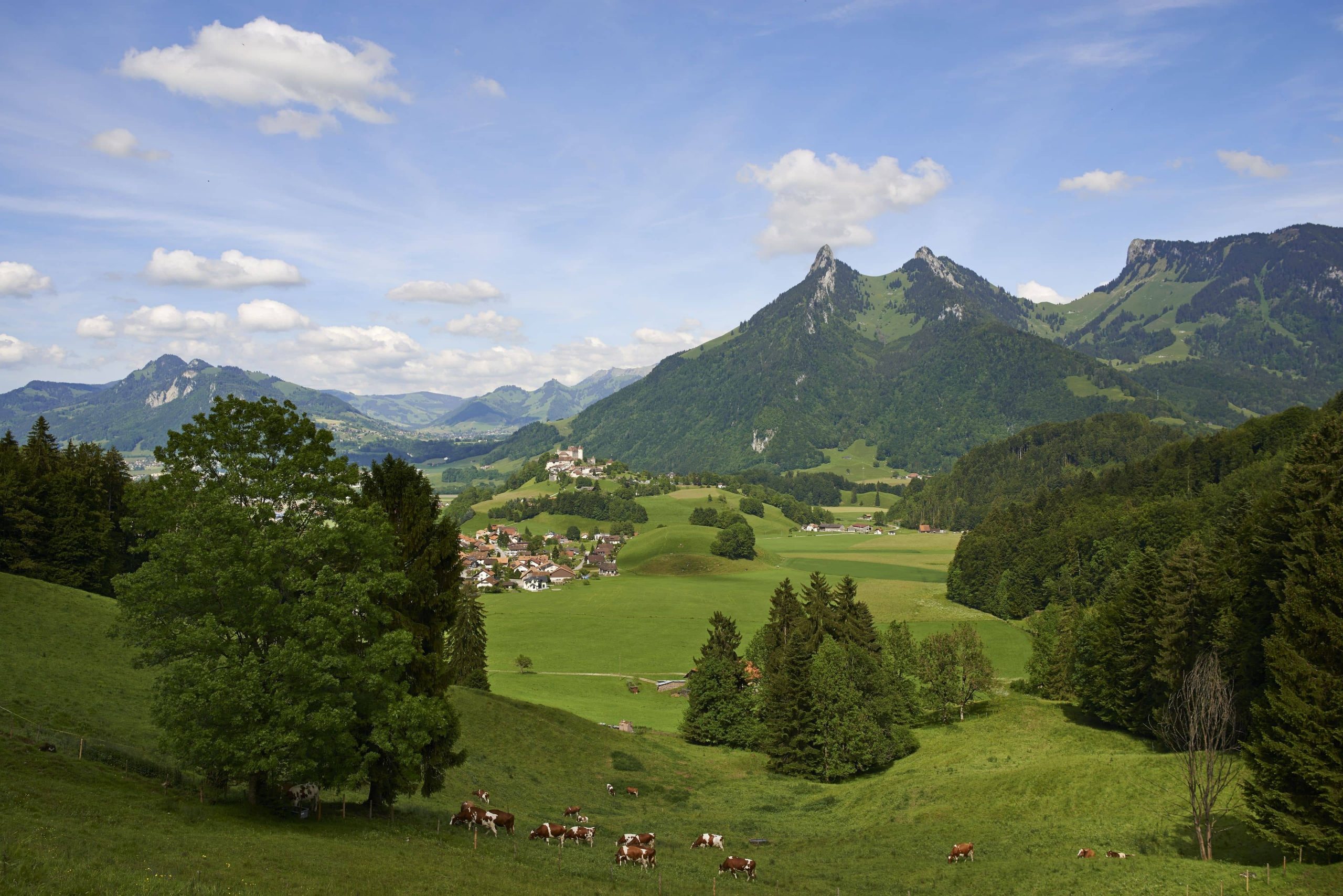 Cows in a field in Switzerland with mountains and a little village in the background