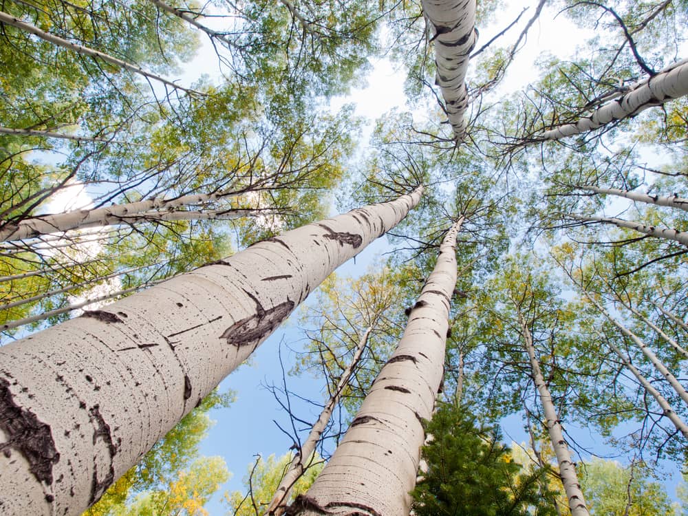 The landscape along Kebler Pass in Gunnison-Crested Butte has the largest Aspen grove in Northern America