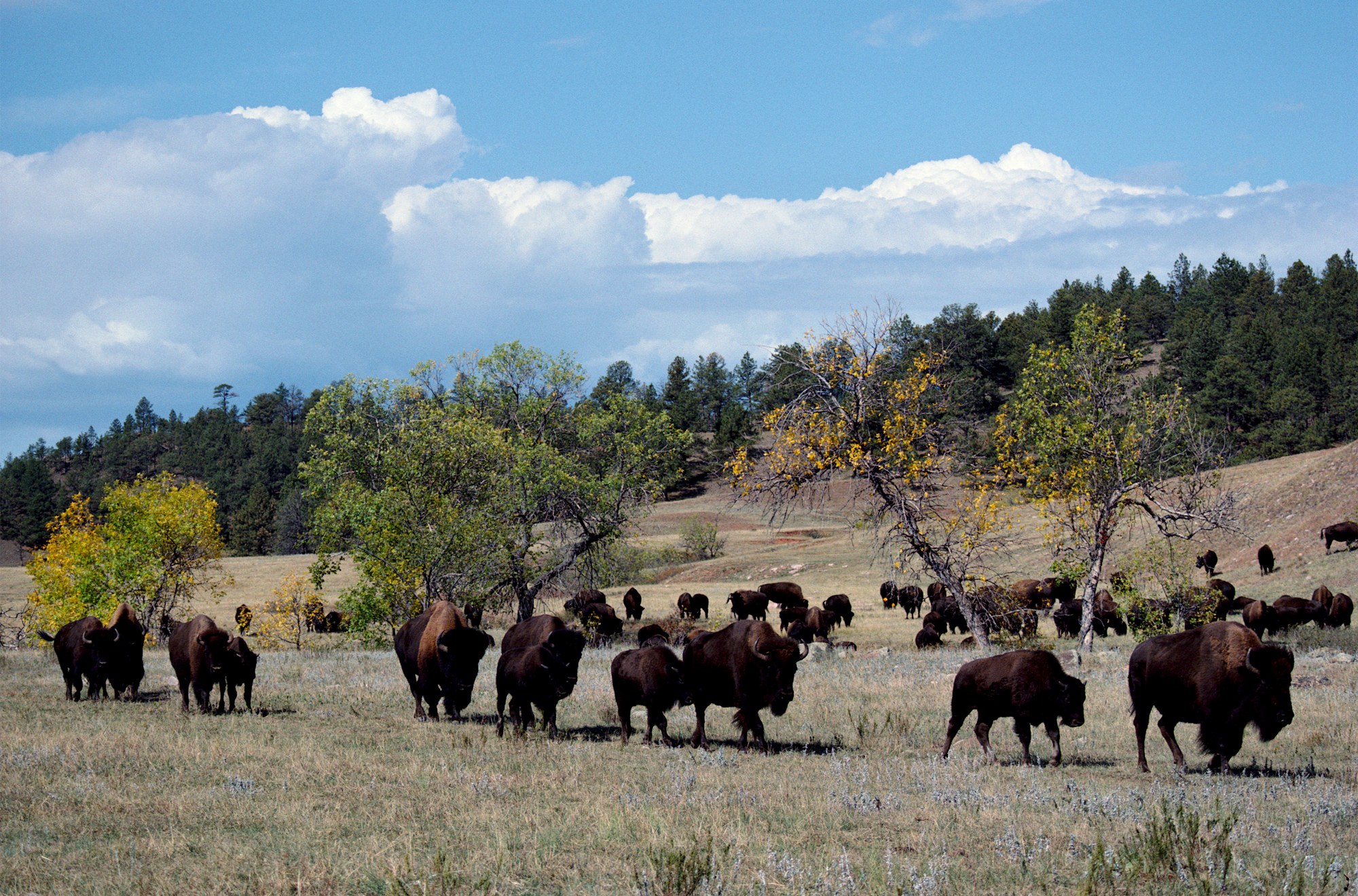 Custer, South Dakota