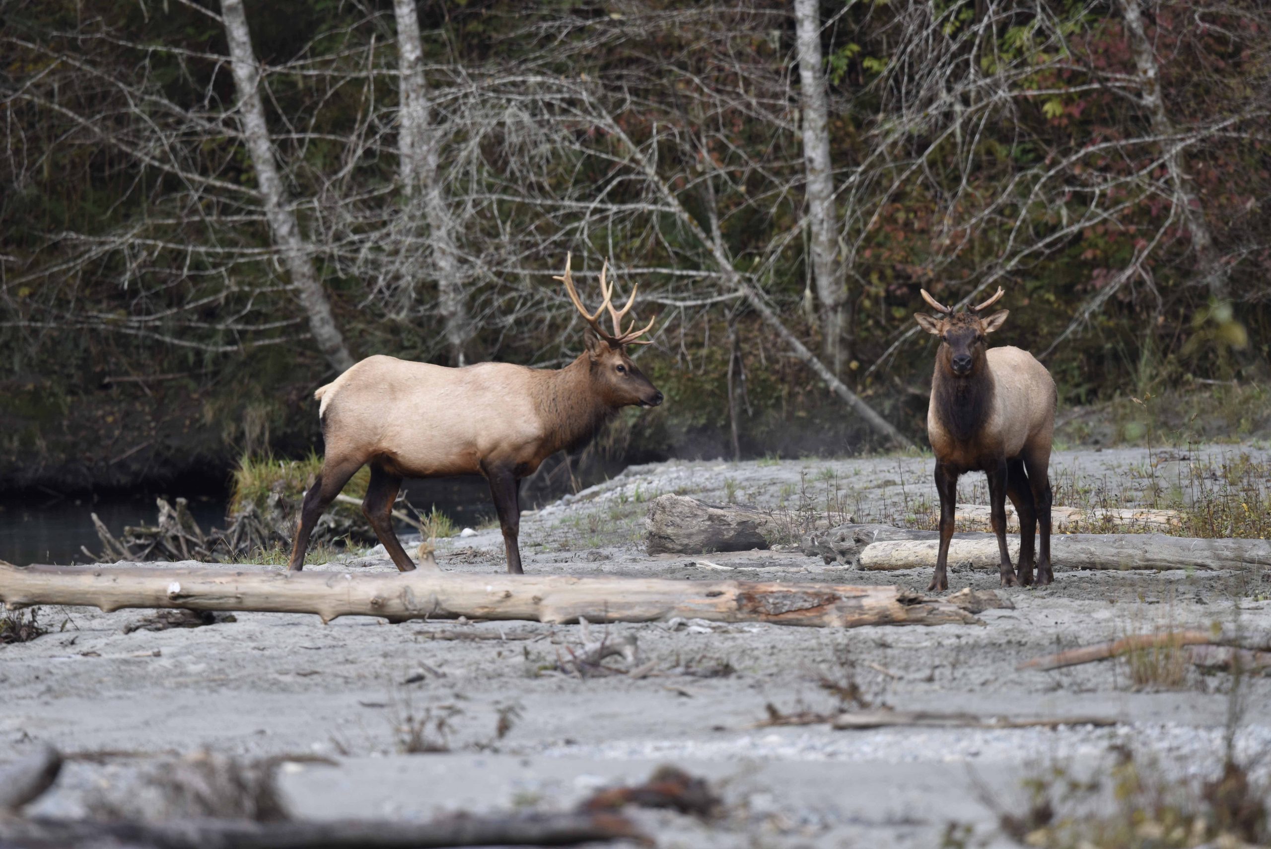 elk in British columbia