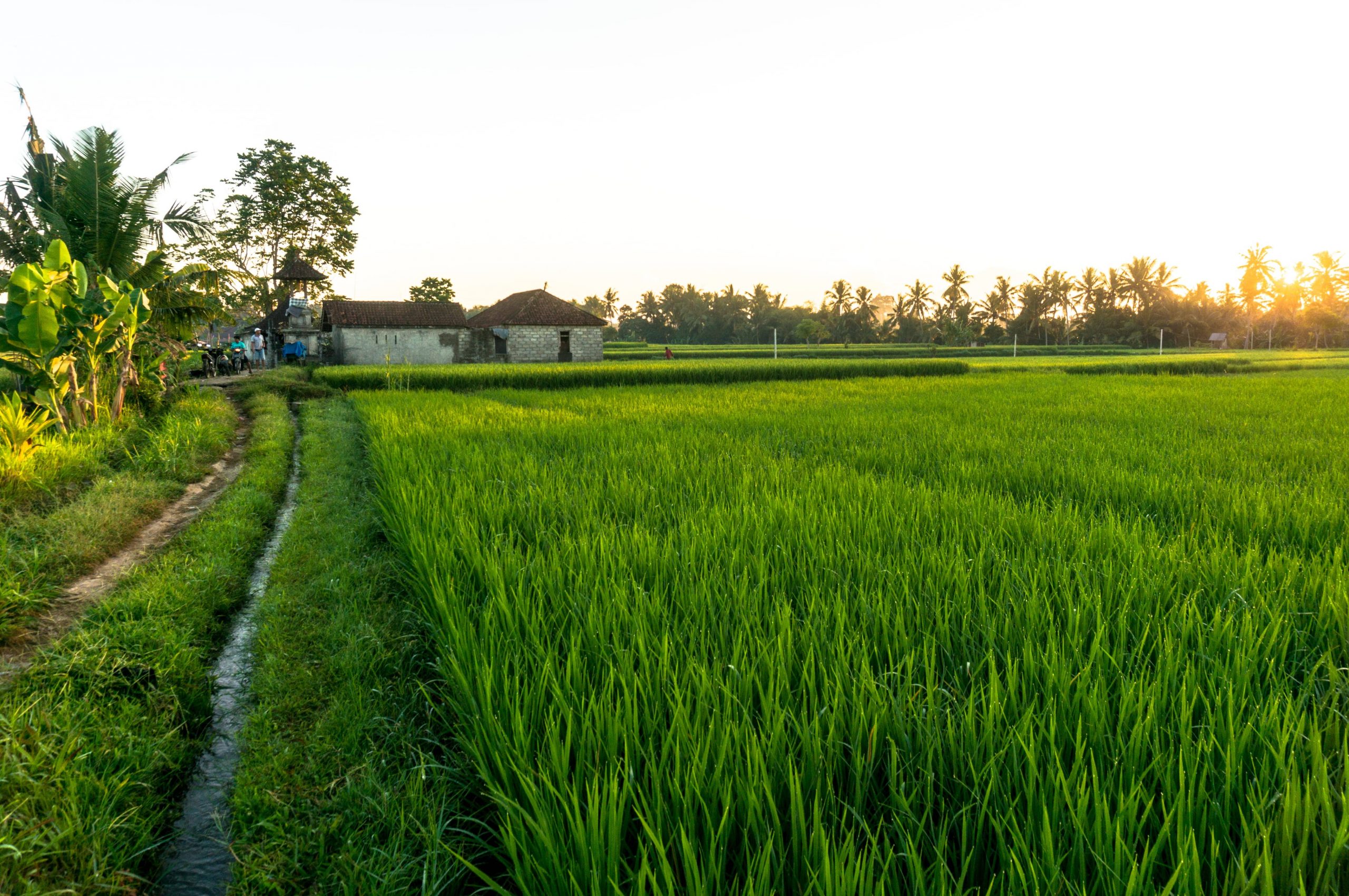 If you like Kauai, you’ll love Ubud