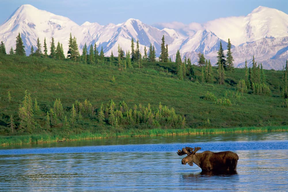 Moose in Denali Park