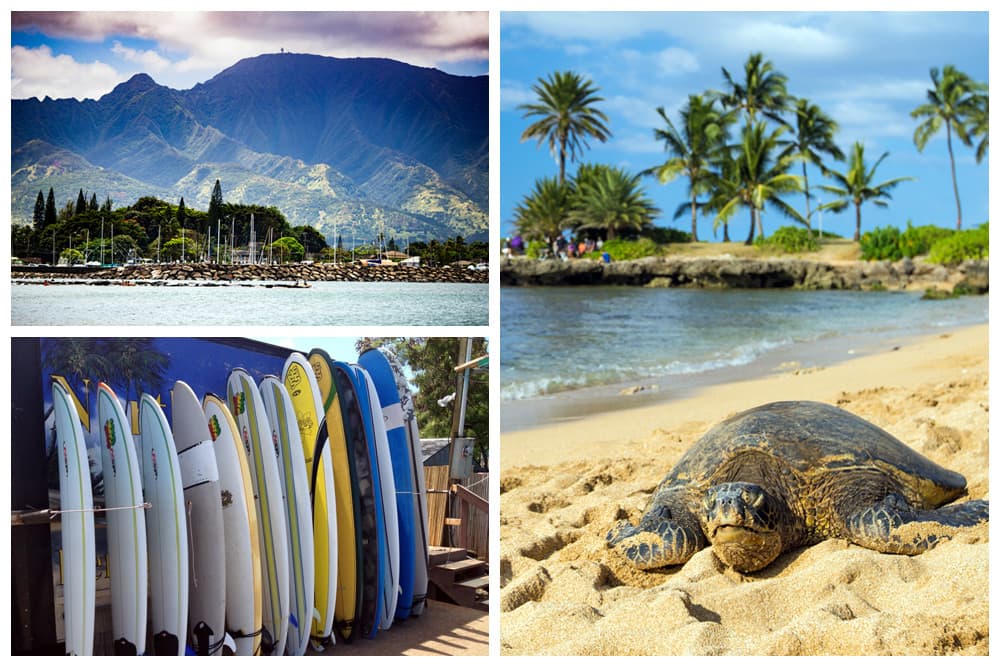 Surfboards, mountains, and a palm tree-lined beach with a sea turtle in Haleiwa. 