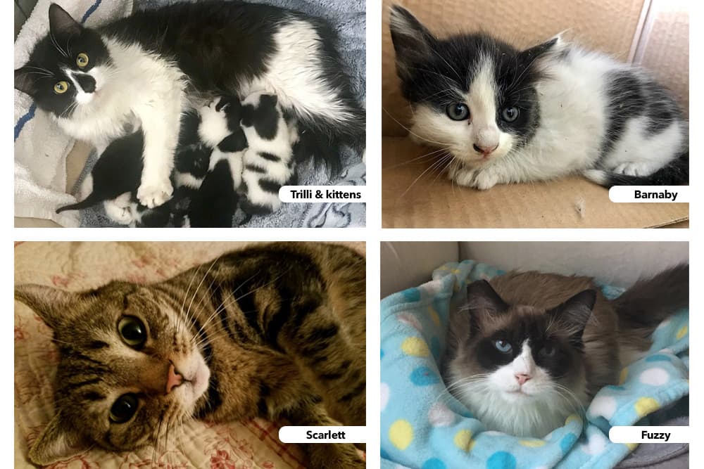 Collage of rescue cats: One black and white mother with litter of kittens, ond young black and white cat with blue eyes, one brown and gray tabby, and one long-haired Siamese with blue eyes