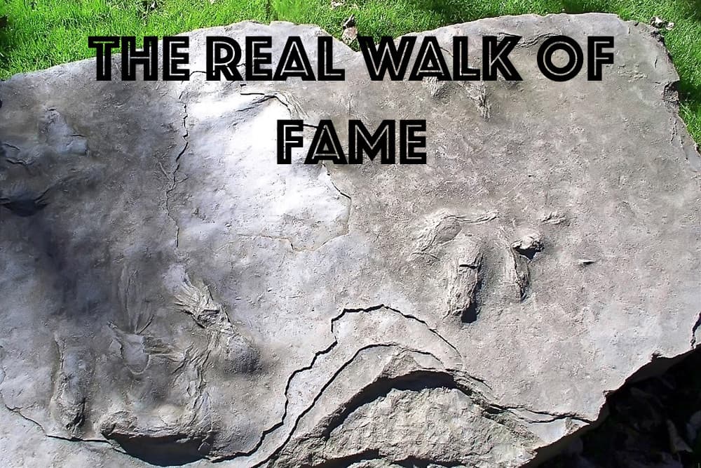 A large slab of gray rock with dinosaur footprints against a grass backdrop with text at the top of image that reads, "The real walk of fame"