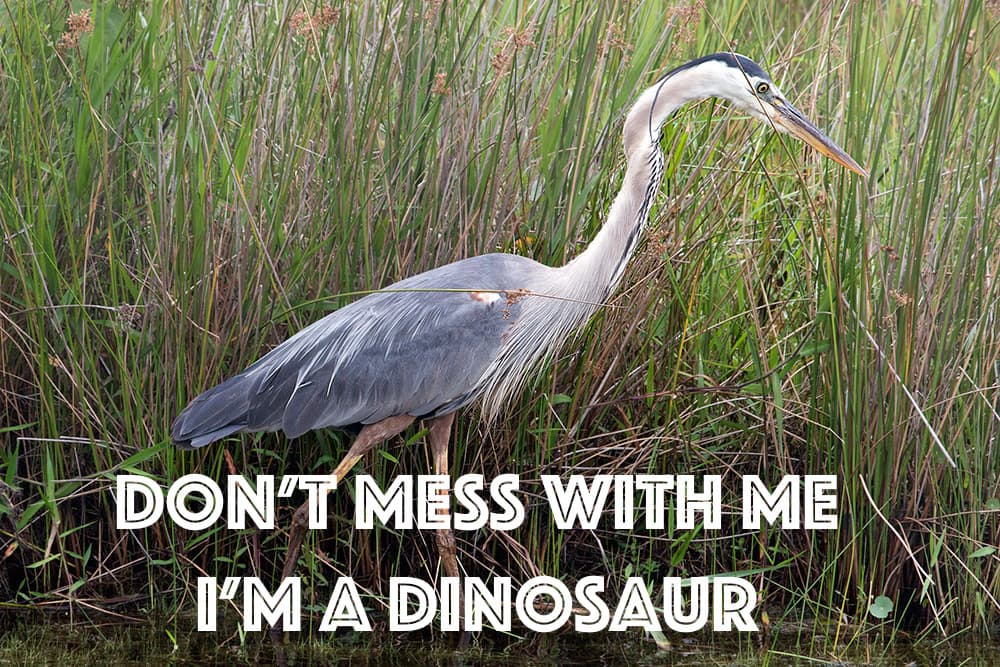 A great blue heron walking through shallow water and tall grass near the shore at Back Bay National Wildlife Refuge in Virginia Beach - Text across the bottom reads "Don't mess with me. I'm a dinosaur."