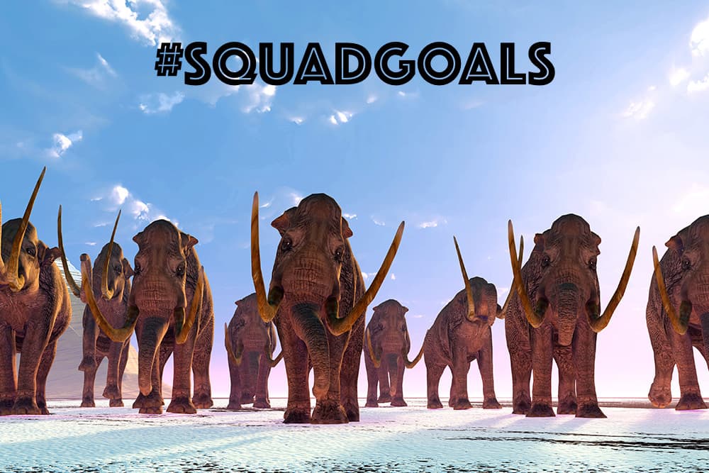 A heard of nine Columbian mammoths with long tusks walking face-forward across a light dusting of snow with a background of blue sky. A hashtag across the top reads "#SQUADGOALS"