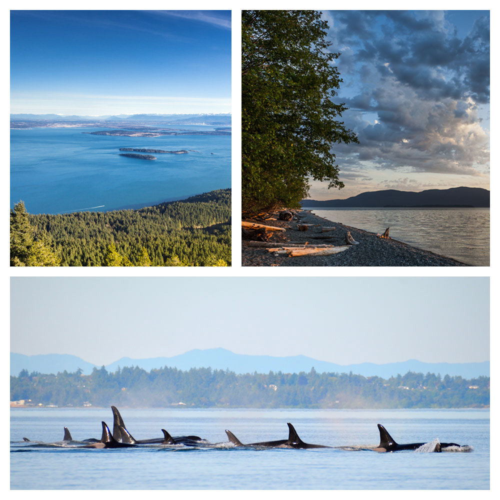 A pod of orcas swimming along the coast, the view from the mountain top, and the deserted shoreline in Orcas Island, Washington.