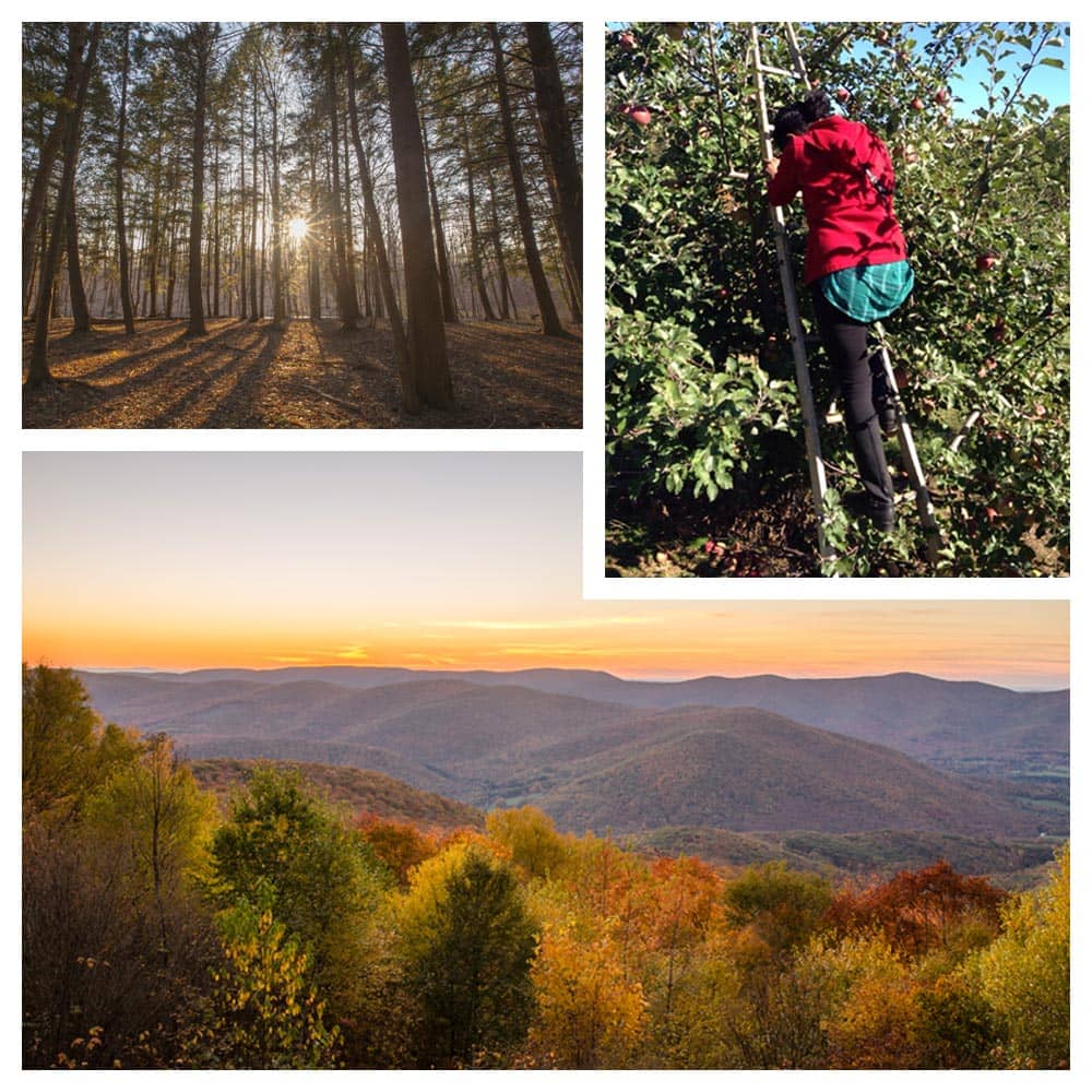 Views of the great outdoors in The Berkshires, including tall trees in the forest, autumn colors in the mountains, and a person picking apples in an orchard.